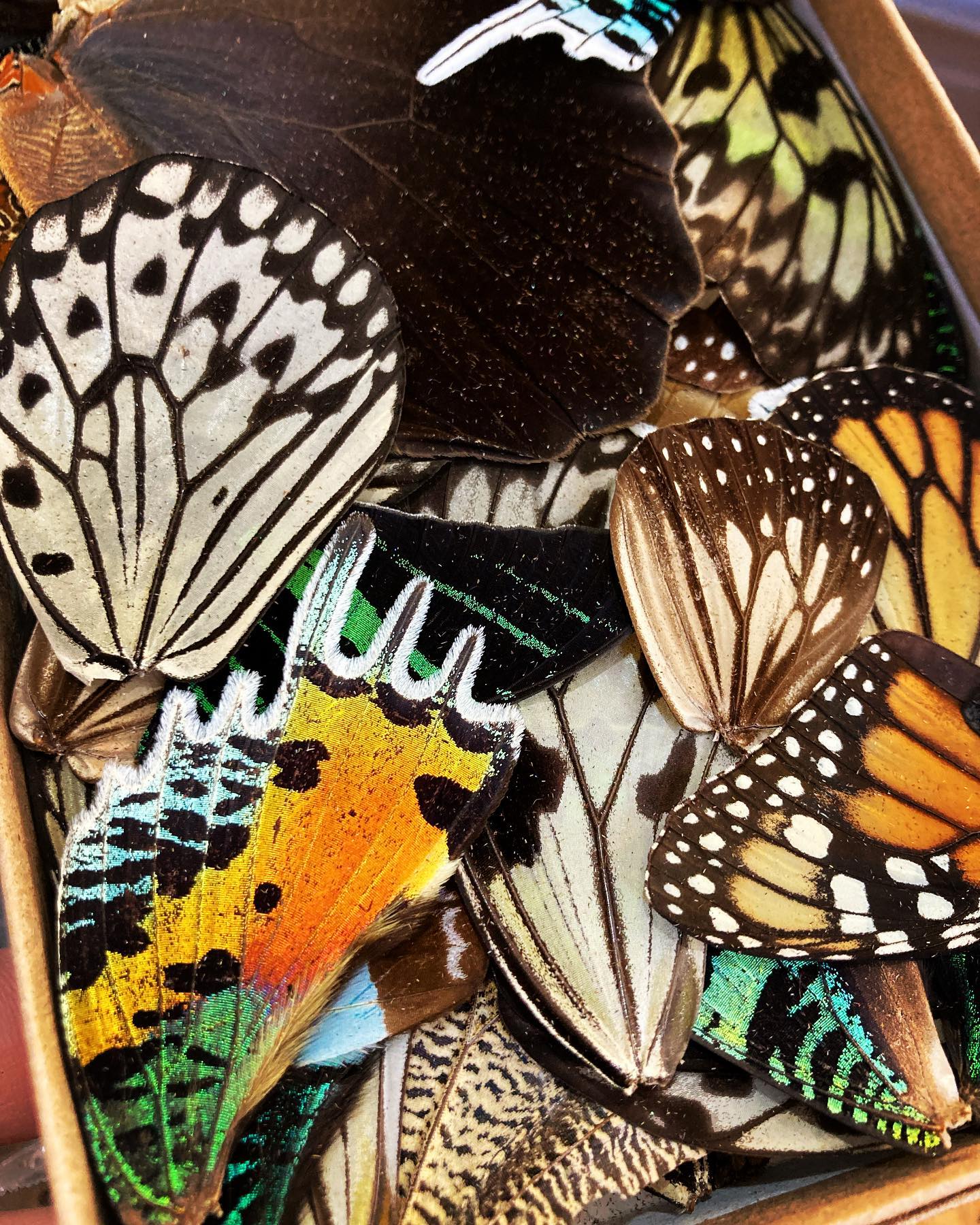 Butterfly Wing Vials
