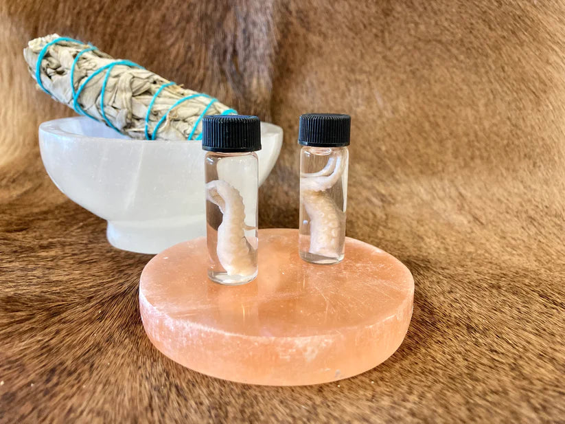 Octopus Tentacle Vials