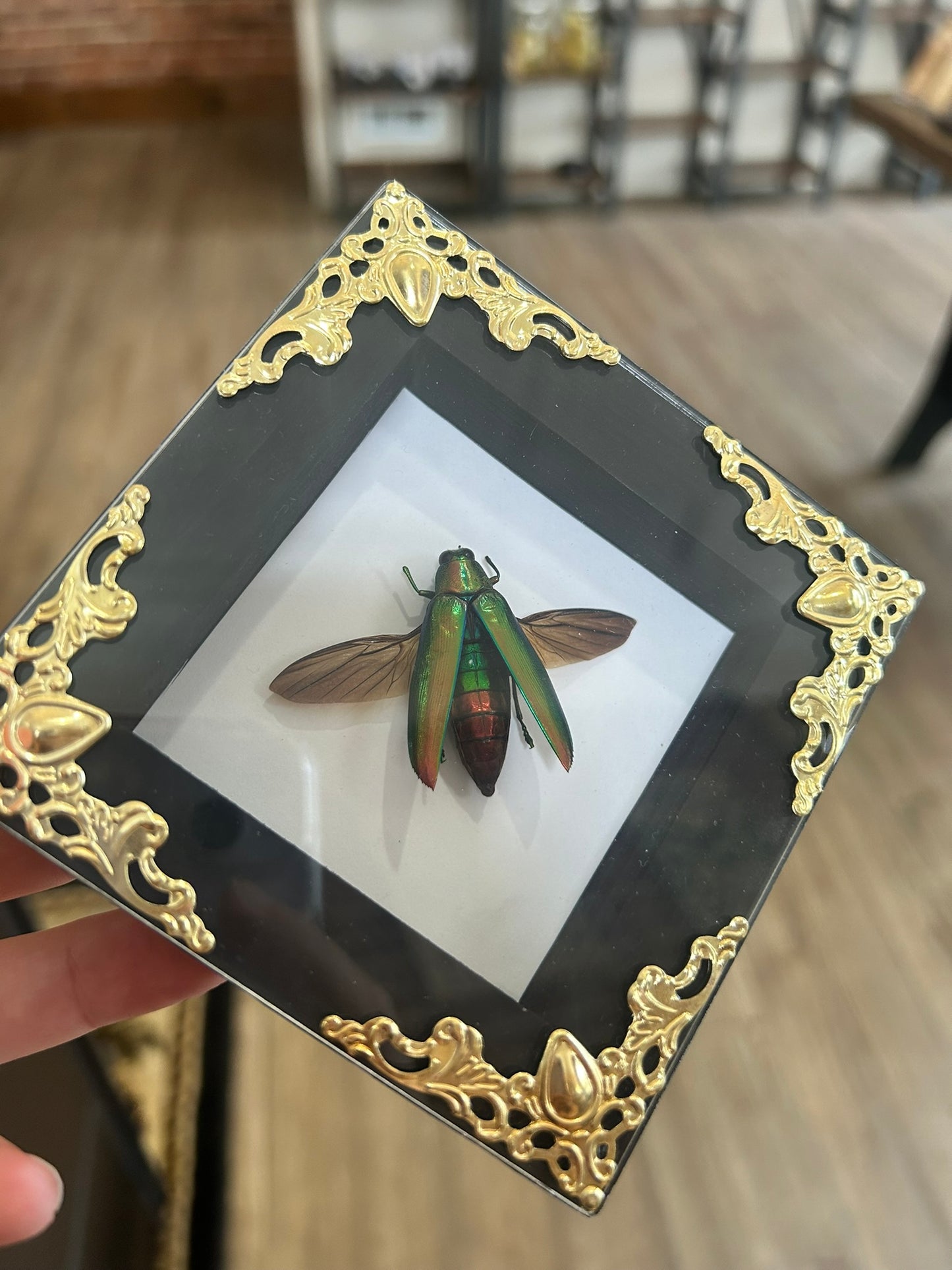 Jewel Beetle Frame