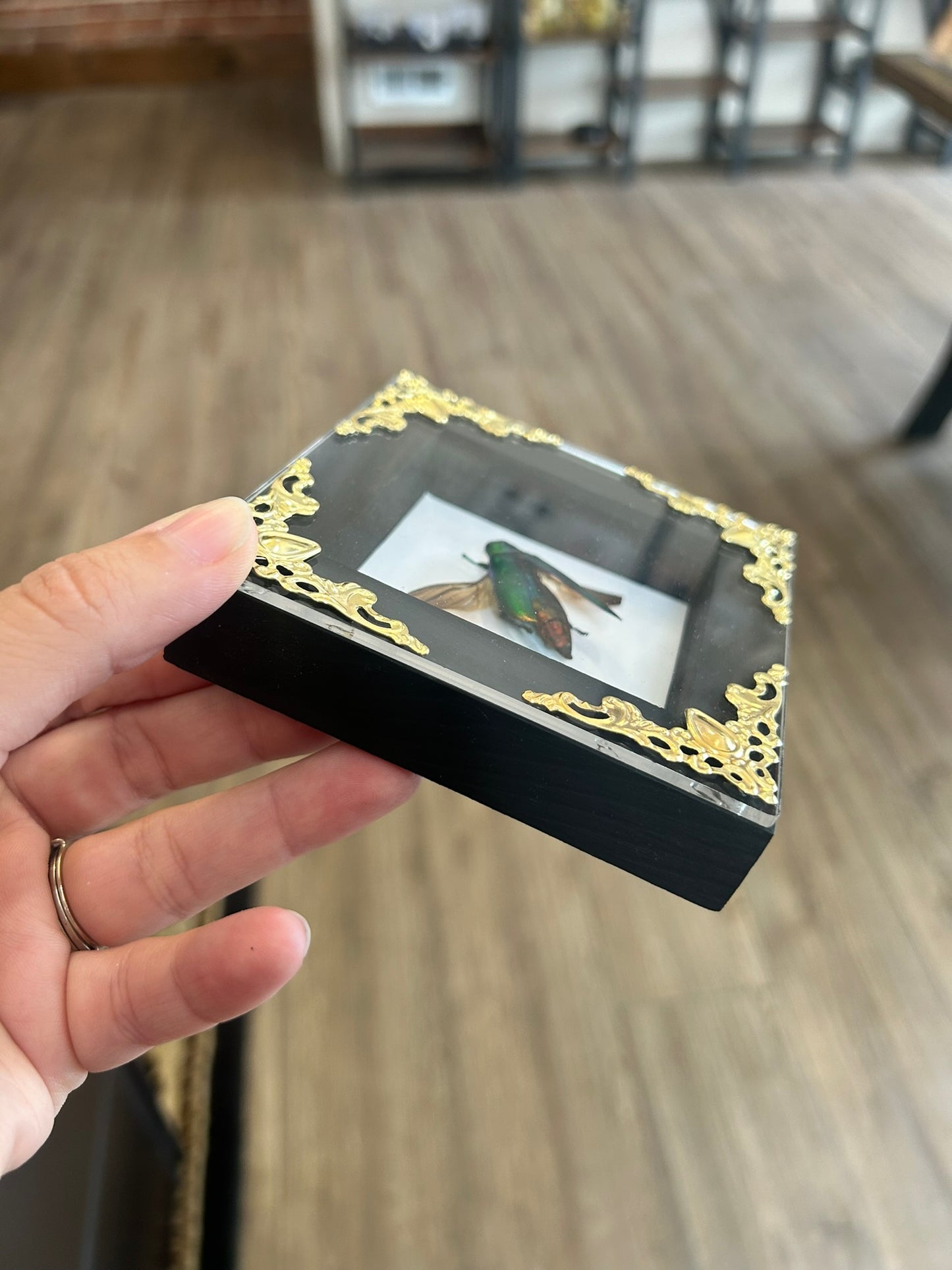 Jewel Beetle Frame
