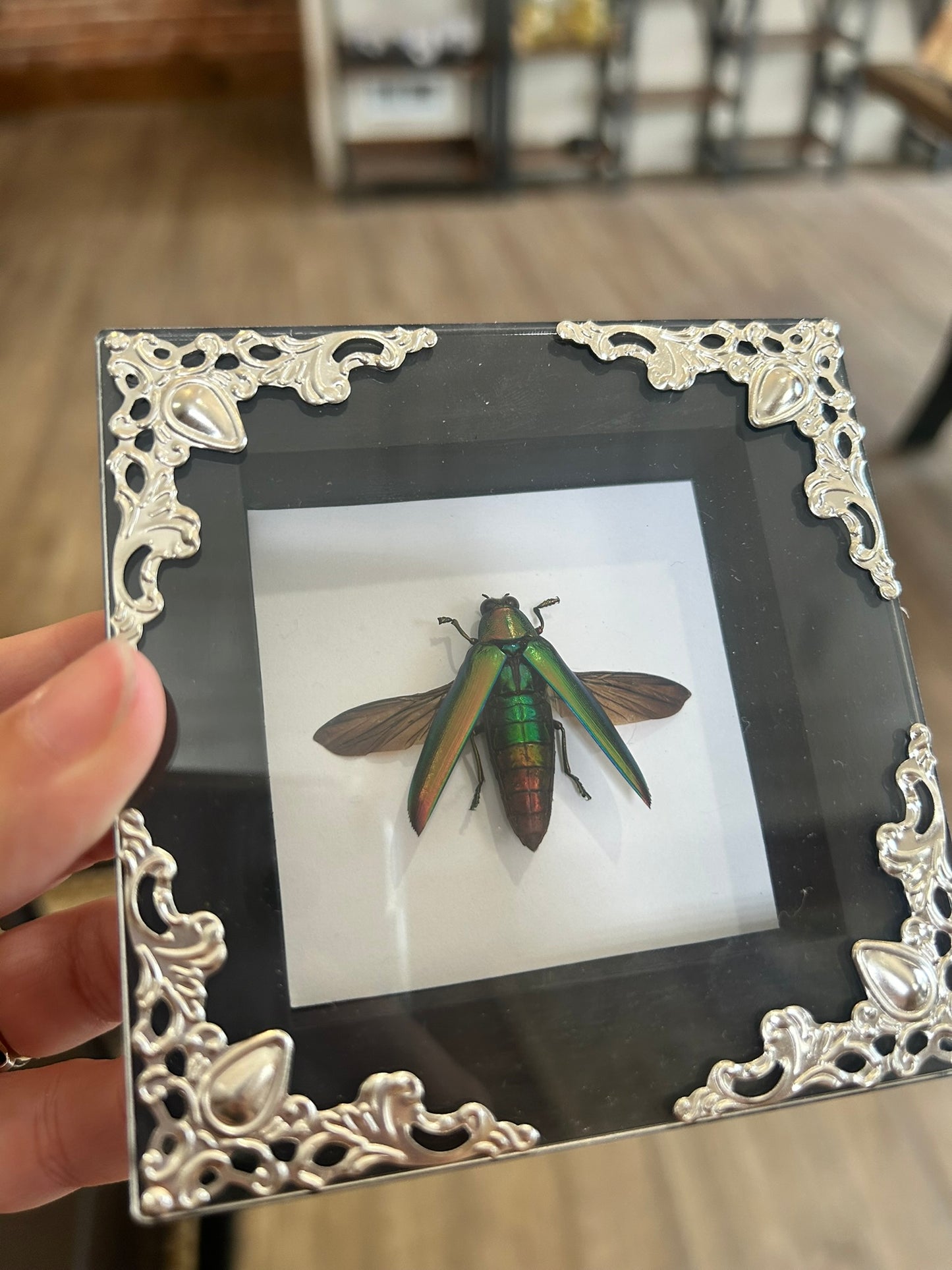 Jewel Beetle Frame