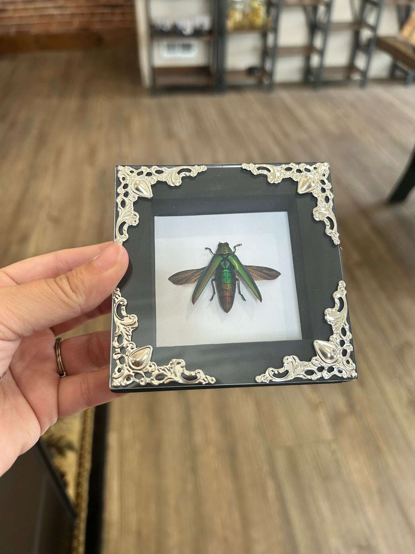 Jewel Beetle Frame