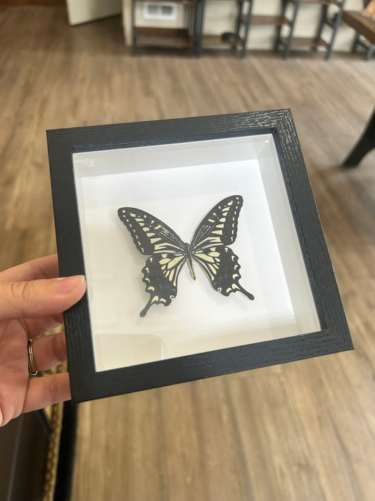 Framed Butterfly Assortment