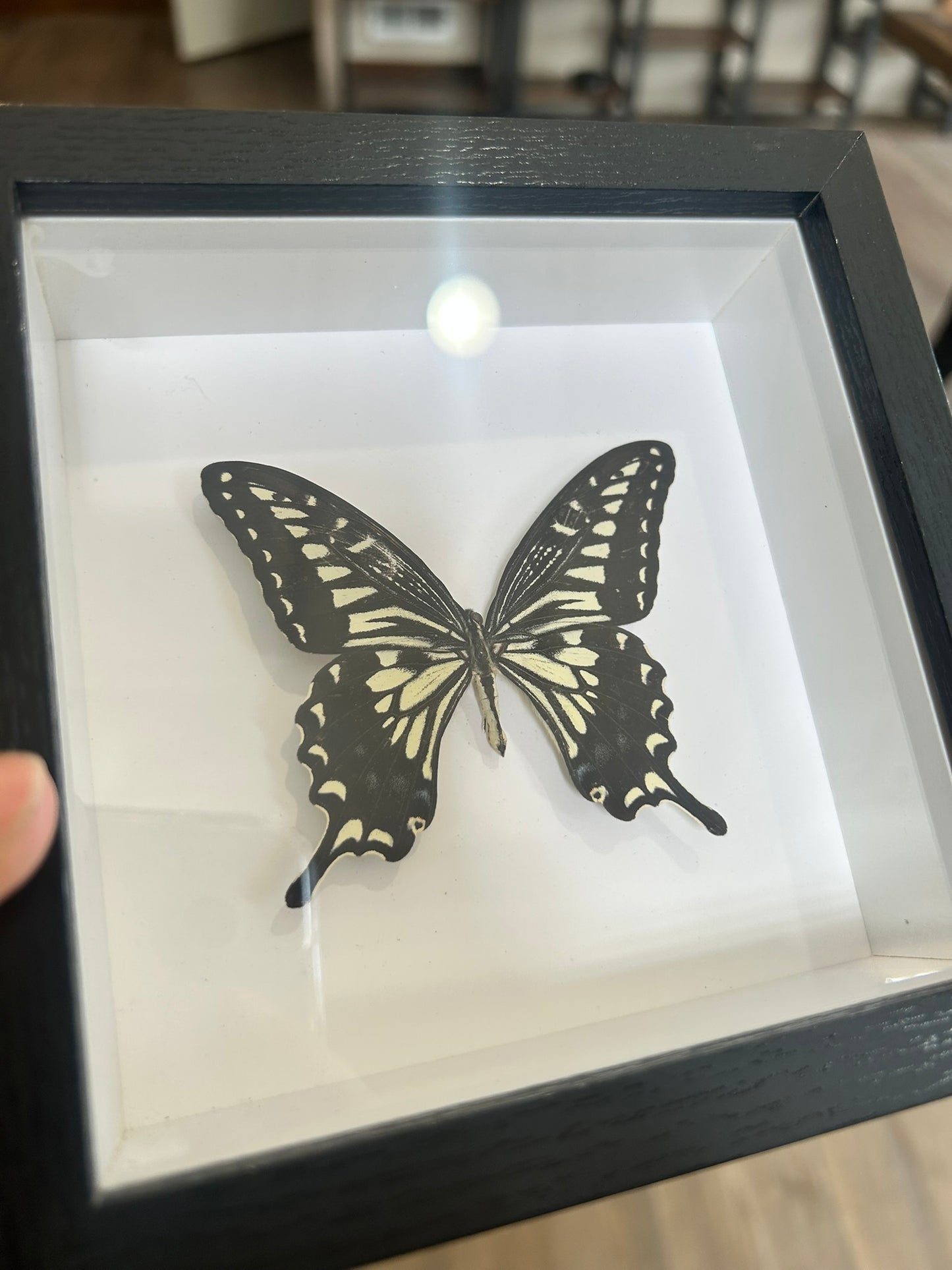 Framed Butterfly Assortment