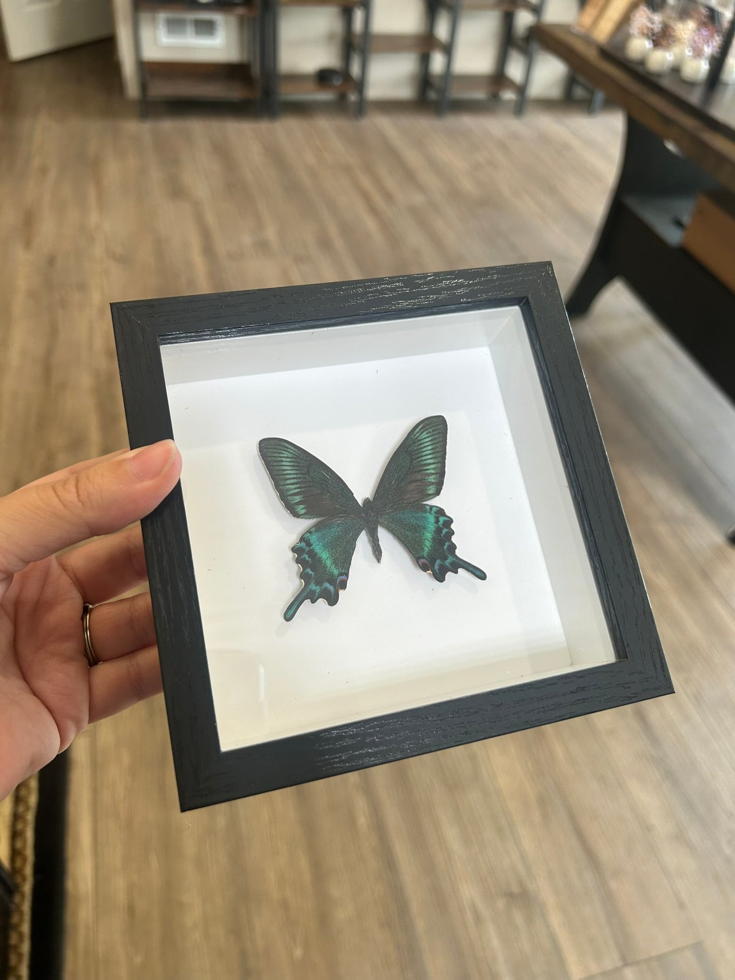 Framed Butterfly Assortment