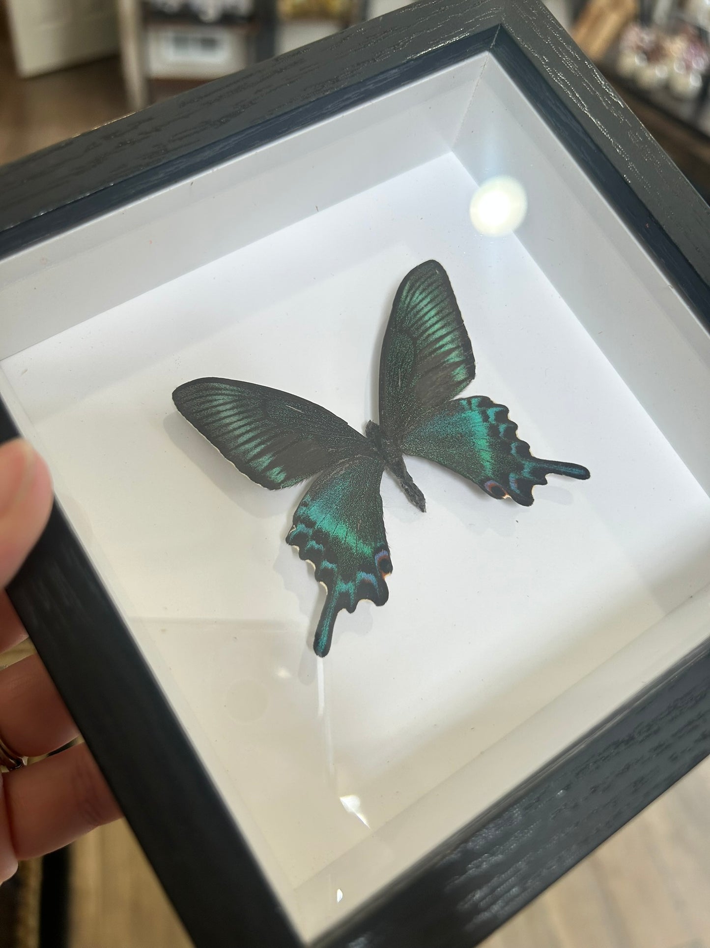 Framed Butterfly Assortment