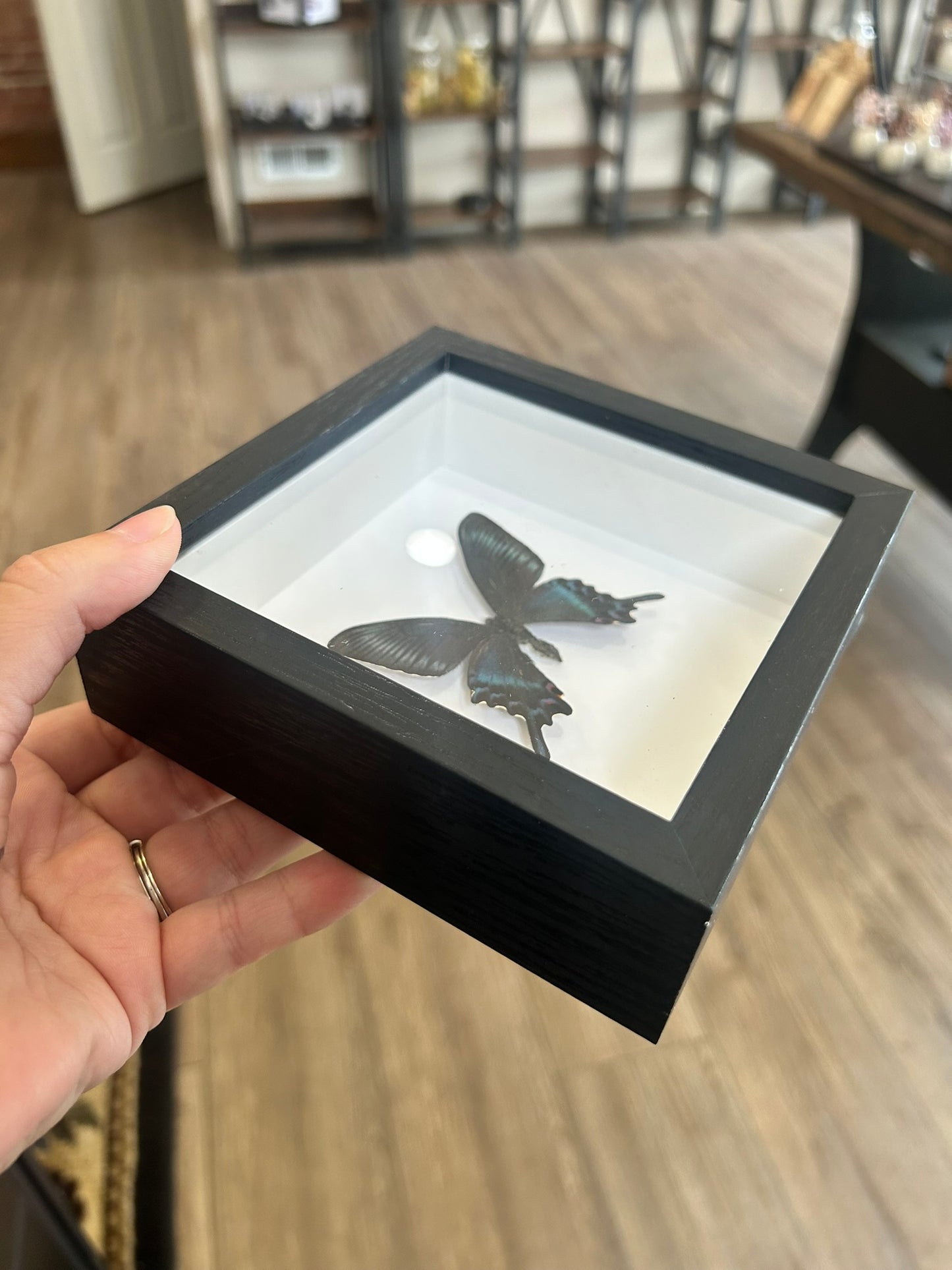 Framed Butterfly Assortment