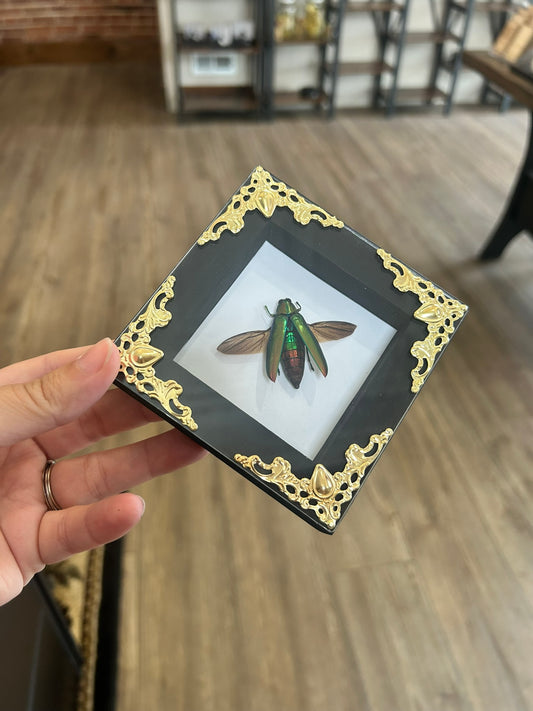Jewel Beetle Frame